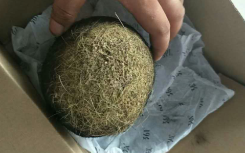 猪宝是猪身上的什么东西 猪宝价格多少钱一克